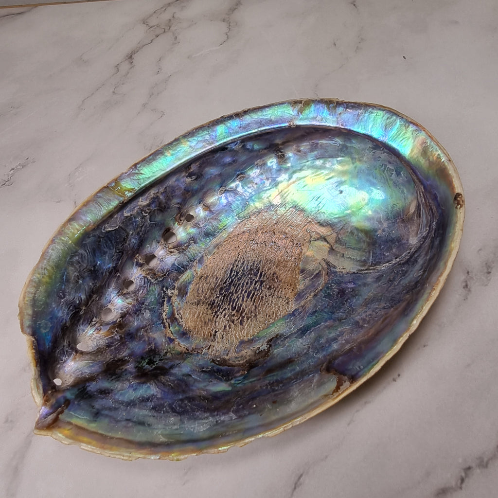 Abalone shell