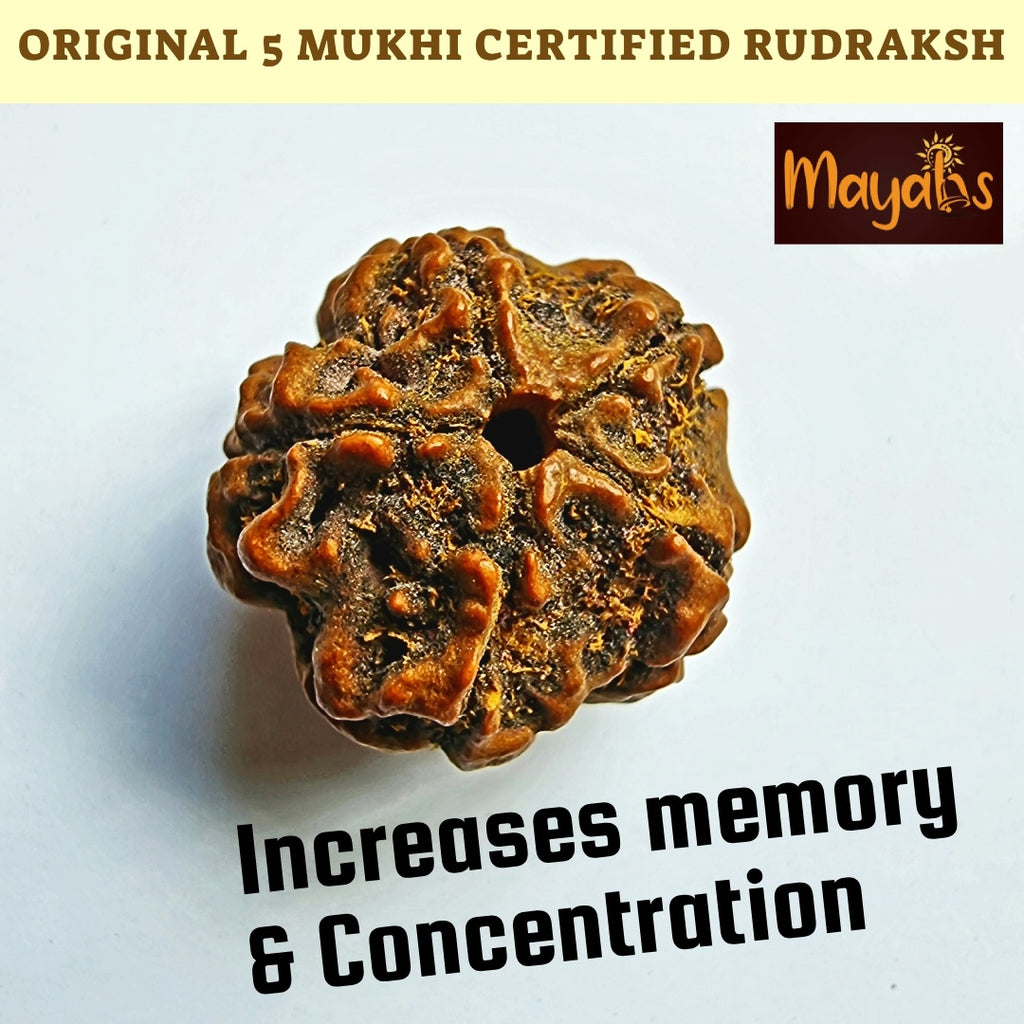 Original 5 Mukhi Rudraksh lab certified.